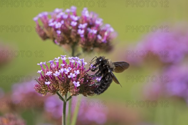 Wood bee (Xylocopa), Purpletop vervain (Verbena bonariensis), Burgstemmen, Nordstemmen, Lower