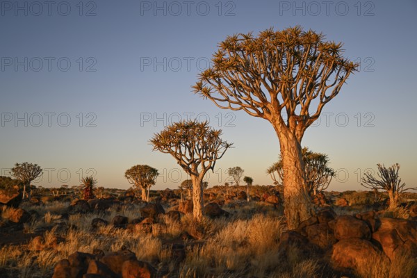 Quiver trees (Aloe dichotoma), quiver tree forest near Keetmanshoop, Karas Region, Namibia