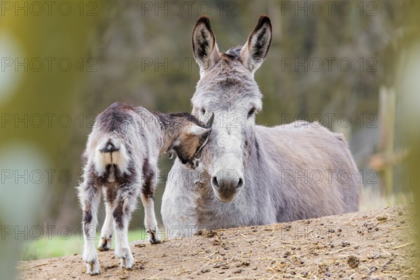 Friendship without borders. A domestic donkey (Equus asinus) and a Tauernschecke goat (Capra