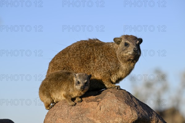 Klippschliefer (Procavia capensis), Desert hippopotamus or Klippdachse in the quiver tree forest