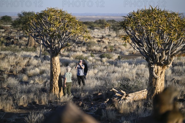 Tourists taking photos in front of quiver trees (Aloe dichotoma), quiver tree forest near
