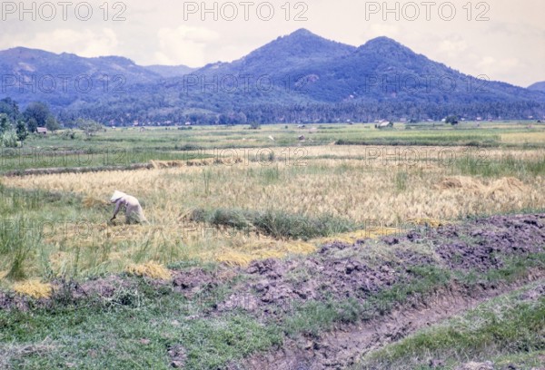 Rice cultivation paddy fields rural farming agriculture countryside area, Penang, Penang Island,