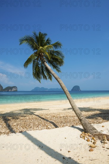 White sandy beach and coconut palms, Sunrise Beach, Koh Great white shark, Ko Ngai, Krabi Province,