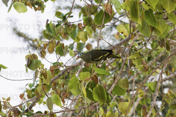 Green pigeon, Sunrise Beach, Koh Hai, Ko Ngai, Krabi Province, Trang, Southern Thailand, Andaman