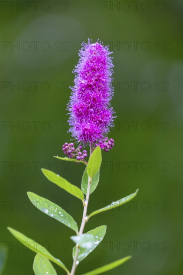 Willow-leaved spirea shrub (Spira salicifolia), rose family (Rosaceae), Moosbachtal, Dahn, Dahner