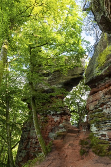 Old castle rock, sandstone rock, beech (Fagus), beech family (Fagaceae), Eppenbrunn, Pfläzerwald,