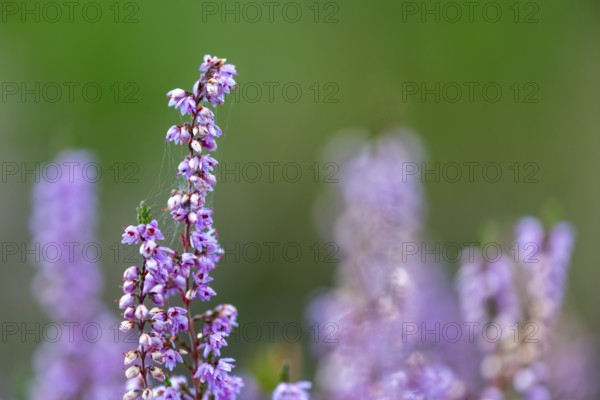 Heather (Erica vulgaris) Heather family (Ericaceae), Mehlinger Heide, Pfläzerwald,
