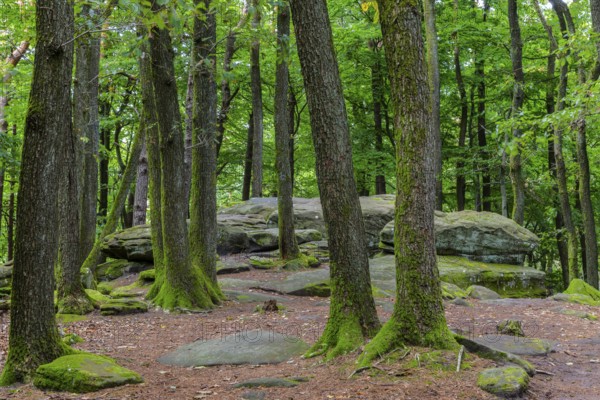 Boulders in the forest, red sandstone, pine (Pinus) Felsenmeer, Kalmit, Maikammer, Pfläzerwald,