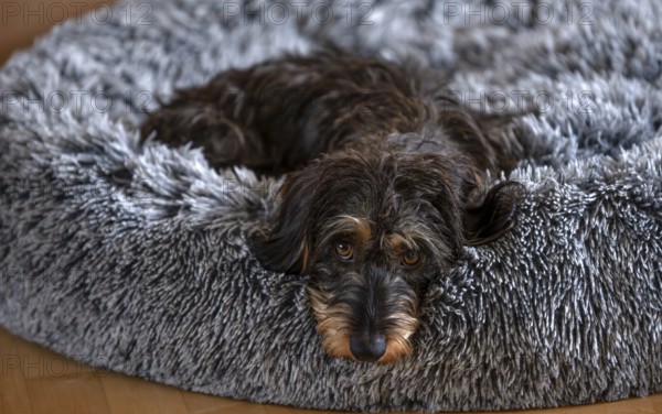 Interior photo, rough-haired dachshund (Canis lupus familiaris) female, 2 years old, lying in dog