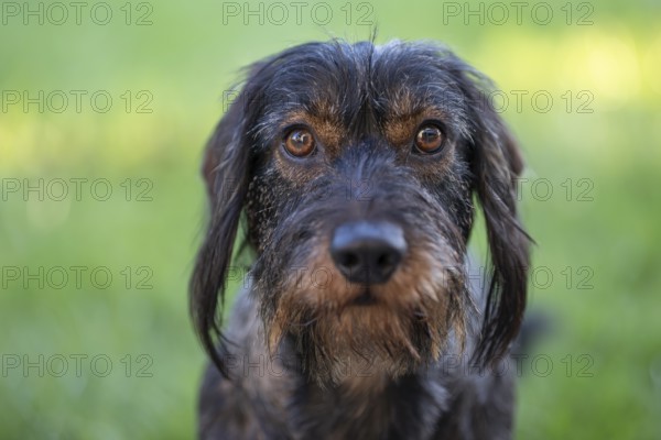 Rough-haired dachshund (Canis lupus familiaris) male, 4 years, animal portrait, attentive,