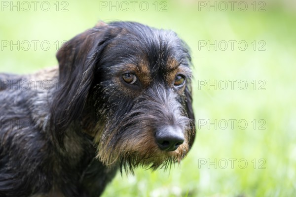 Rough-haired dachshund (Canis lupus familiaris) male, 4 years, animal portrait, gestures,