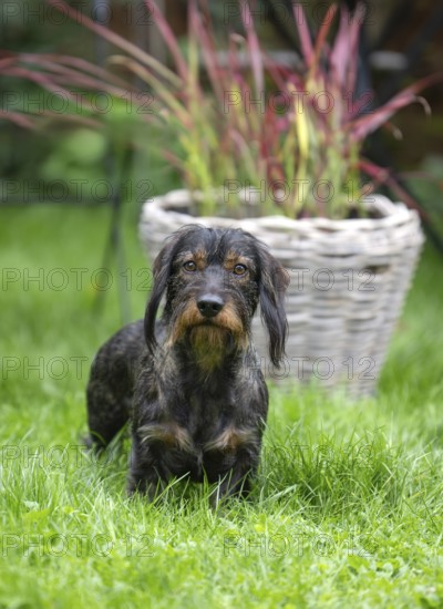 Rough-haired dachshund (Canis lupus familiaris) male, 4 years, attentive, in a meadow, in garden,