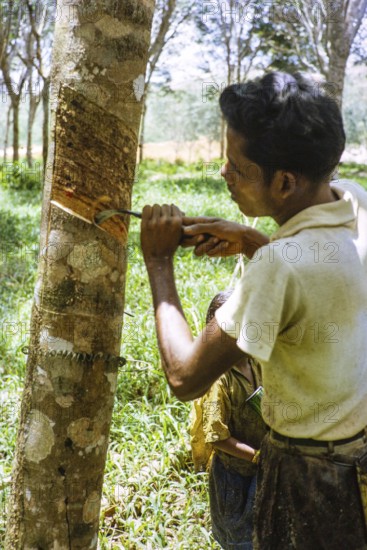 Male rubber tapper stripping off dried latex from rubber tree, Johor Bahru, Malaysia, south east