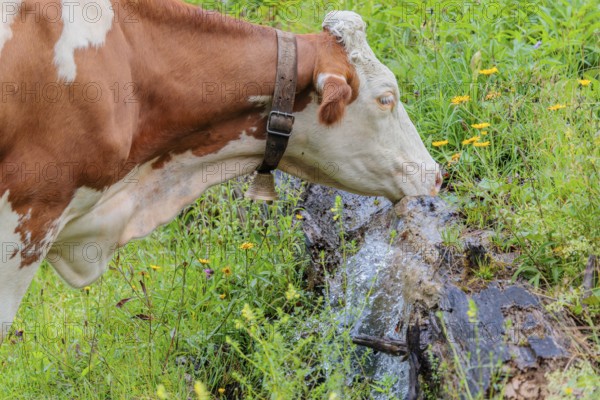 A Holstein-Friesian cow stands on a green mountain pasture in the Eng valley, Austria, drinking