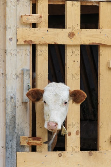 A Holstein-Friesian calf sticks its head through a wooden fence in the barn wall and looks out. Eng