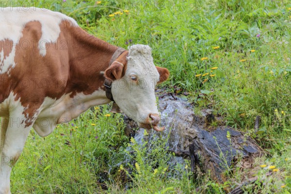 A Holstein-Friesian cow stands on a green mountain pasture in the Eng valley, Austria, drinking