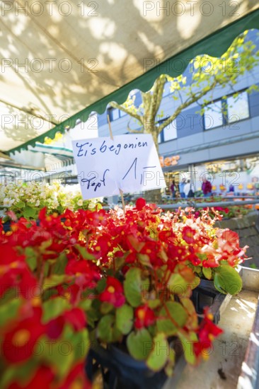 Red begonia flowers with a price tag at a market under a shaded roof, Sindelfingen, Böblingen