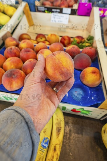 A hand holds a juicy peach over a crate of fresh fruit at a market stall, Sindelfingen, Böblingen