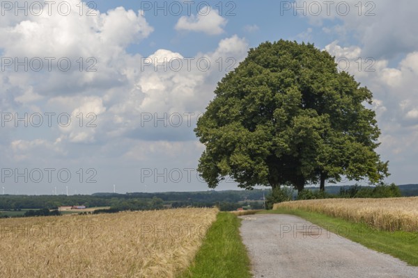 Dreilindenhöhe on the Coesfelder Berg, Coesfeld-Daruper-Höhen, Münsterland, North Rhine-Westphalia,