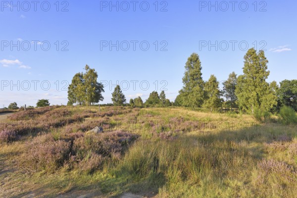 Heath landscape with heather (Calluna vulgaris) and birch trees and blue sky, Trupacher Heide