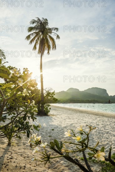 White sandy beach and coconut palms, sunset, Pearl Beach, Koh Mook, Trang Province, Southern