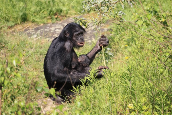 Bonobo (Pan Paniscus), pygmy chimpanzee, adult, female, juvenile, mother, social behaviour,