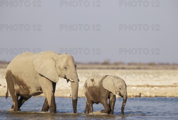 African Elephant (Loxodonta africana). Cow with calf at a waterhole. Etosha National Park, Namibia