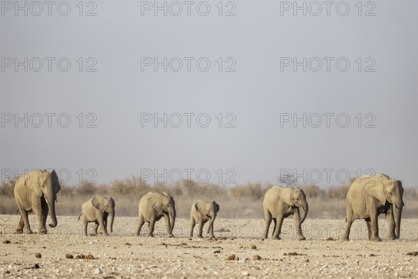 African Elephant (Loxodonta africana). Breeding herd rushing towards a waterhole. Etosha National