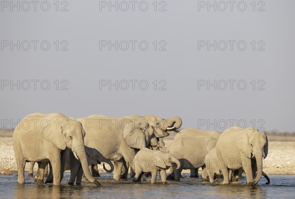 African Elephant (Loxodonta africana). Breeding herd drinking at a waterhole. Etosha National Park,