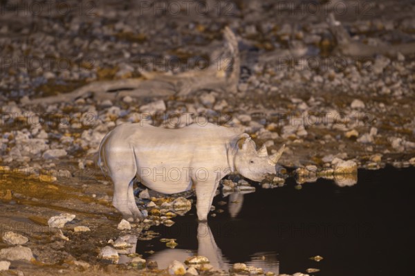 Black Rhinoceros (Diceros bicornis). Also called Hook-lipped Rhinoceros. At night at the floodlit