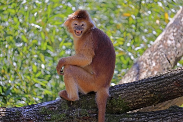 Javan lutung (Trachypithecus auratus), orange morph, adult, sitting, on tree, alert, endangered
