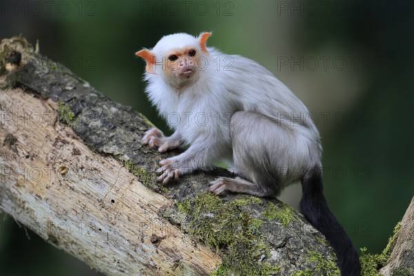 Silver marmoset (Mico argentatus, Syn.: Callithrix argentata), silver marmoset, adult, sitting on