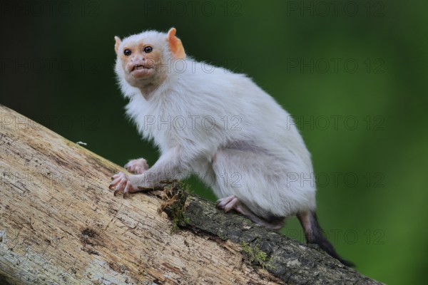 Silver marmoset (Mico argentatus, Syn.: Callithrix argentata), silver marmoset, adult, on tree
