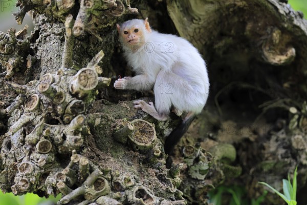 Silver marmoset (Mico argentatus, Syn.: Callithrix argentata), silver marmoset, adult, on tree