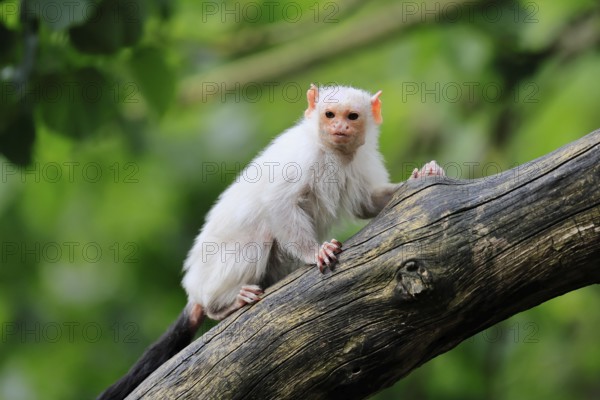 Silver marmoset (Mico argentatus, Syn.: Callithrix argentata), silver marmoset, adult, on tree