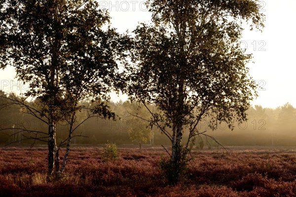 Morning atmosphere in a heath landscape, morning sun and fog, summer, Germany