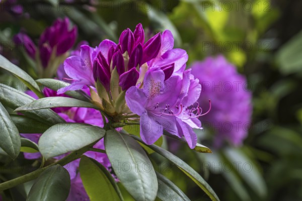 Rhododendron, North Rhine-Westphalia, Germany