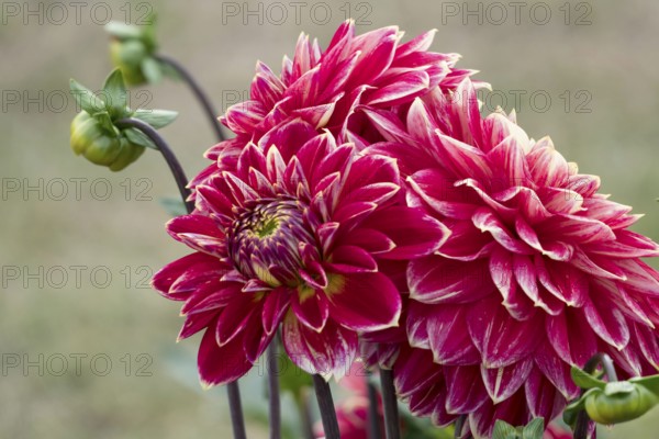 Dahlias (Dahlia), Münsterland, North Rhine-Westphalia, Germany