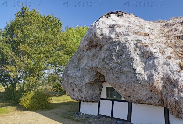A traditional house in the sun, surrounded by green trees and nature, Seaweed, Læsø, Jutland,