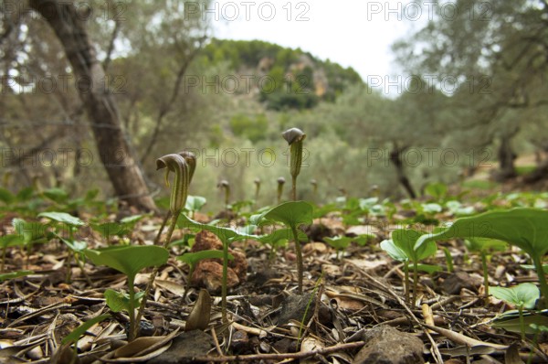 Common cap-aroon, common monk's cap, common Friar's Cowl, common monk's cap (Arisarum vulgare),