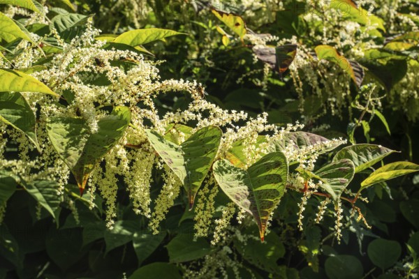Flowering Japanese Knotweed (Fallopia Japonica), an invasive piece in a forest clearing in Ystad,