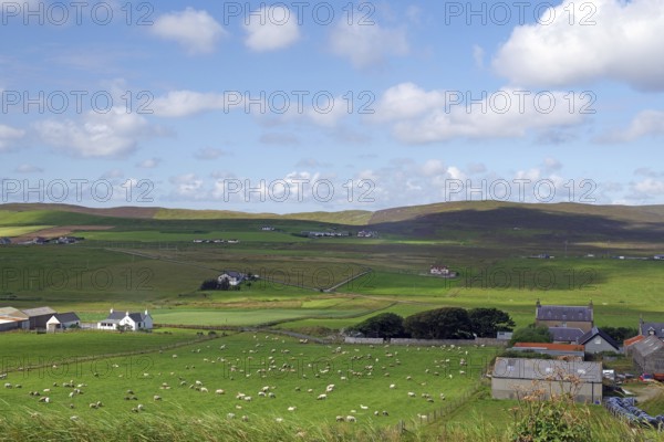 Green fields with scattered houses and grazing sheep under a blue sky, Shetland Islands, Scotland,