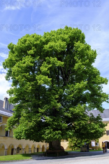 Large lime tree in the inner courtyard, Arkadenhof, Millstatt Abbey, Millstatt, Lake Millstatt,