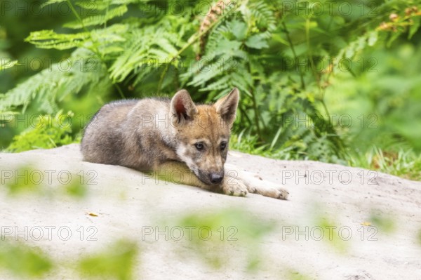 Eurasian wolf (Canis lupus lupus) cub (youngster) lying on a little sand hill in the forest, Hesse,