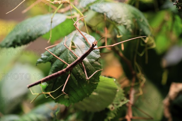 Annam stick insect (Medauroidea extradentata), Vietnamese stick insect, ghost insect, adult,