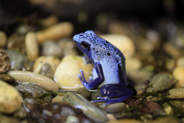 Blue poison dart frog (Dendrobates tinctorius), Blue poison dart frog, adult, alert, in water,