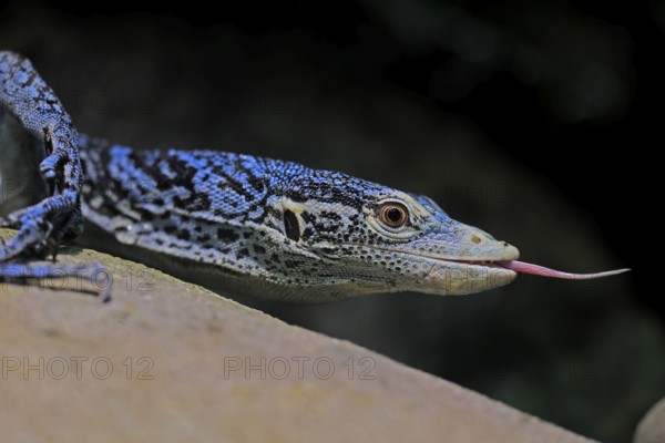 Blue-spotted tree monitor (Varanus macraei), MacRae's monitor, adult, portrait, feeding, Southeast
