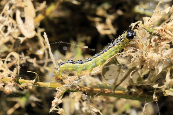 Box tree moth (Cydalima perspectalis), caterpillar, feeding on boxwood, clear feeding, Ellerstadt,