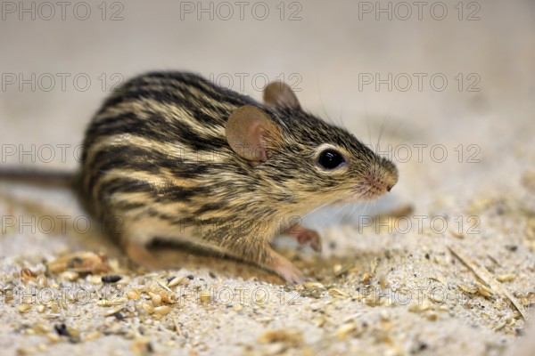 Typical striped grass mouse (Lemniscomys striatus), adult, on ground, alert, foraging, East Africa,