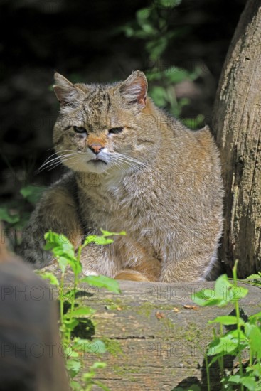 European wildcat (Felis silvestris), adult, sitting on tree trunk, alert, Hesse, Germany, Europe,